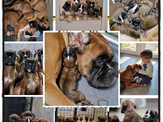 Boxer cani Cuccioli di Boxer - Annuncio 33