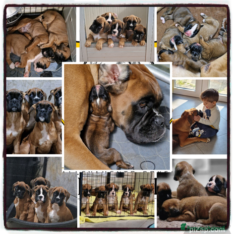Boxer cani - Annuncio 2