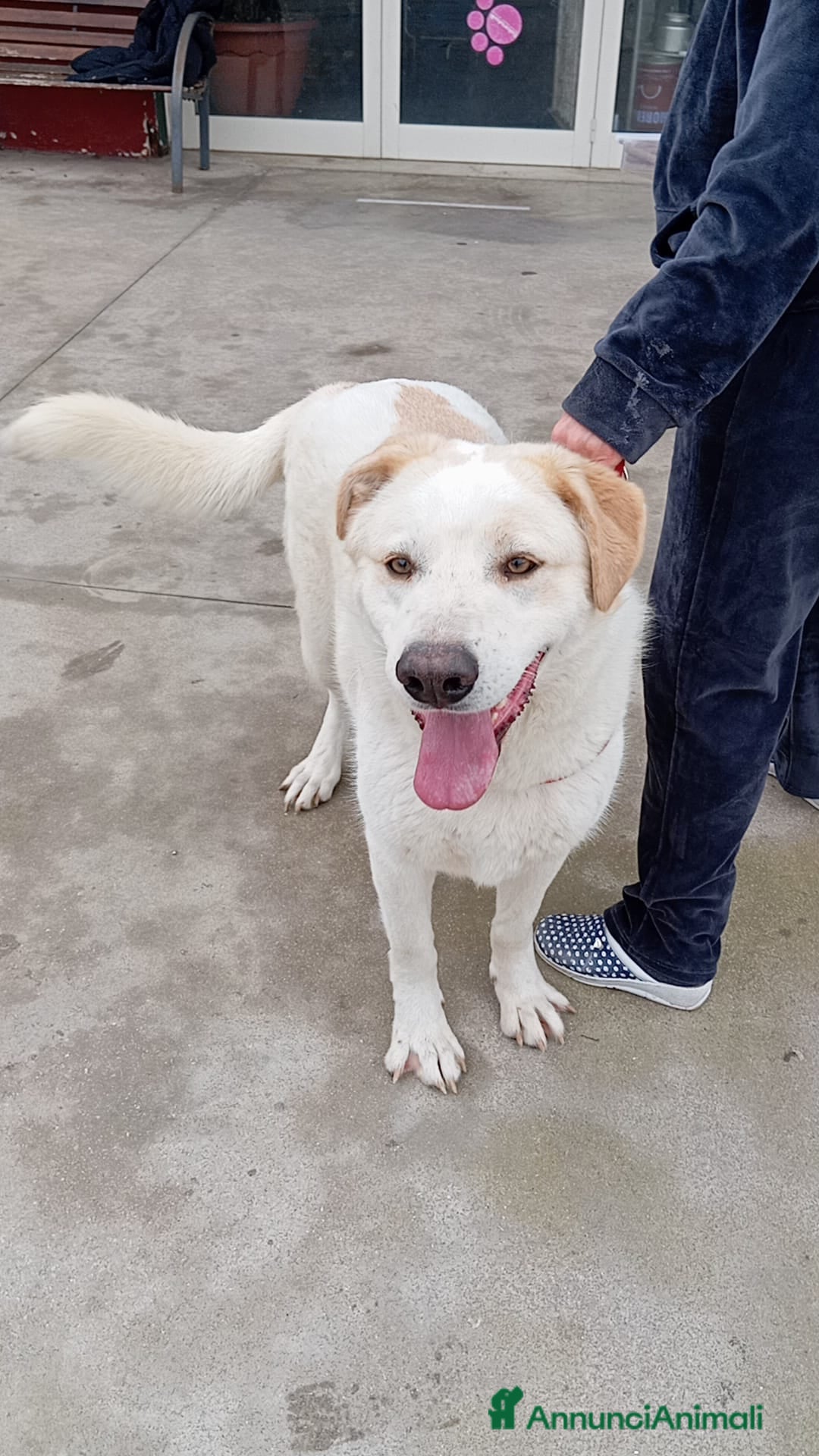 Meticcio cani in regalo: Nuage: cucciolona taglia media socievole  a Città Metropolitana di Genova - Annuncio 14