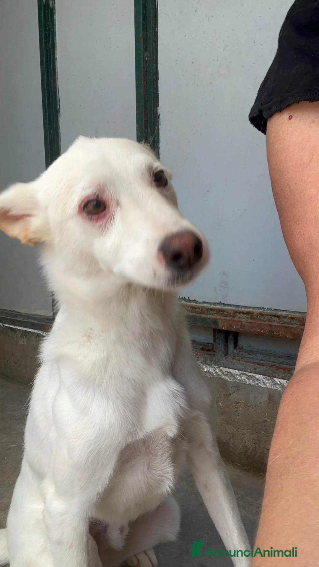 Meticcio cani in regalo: Adozione del cuore per Coco - Annuncio 2