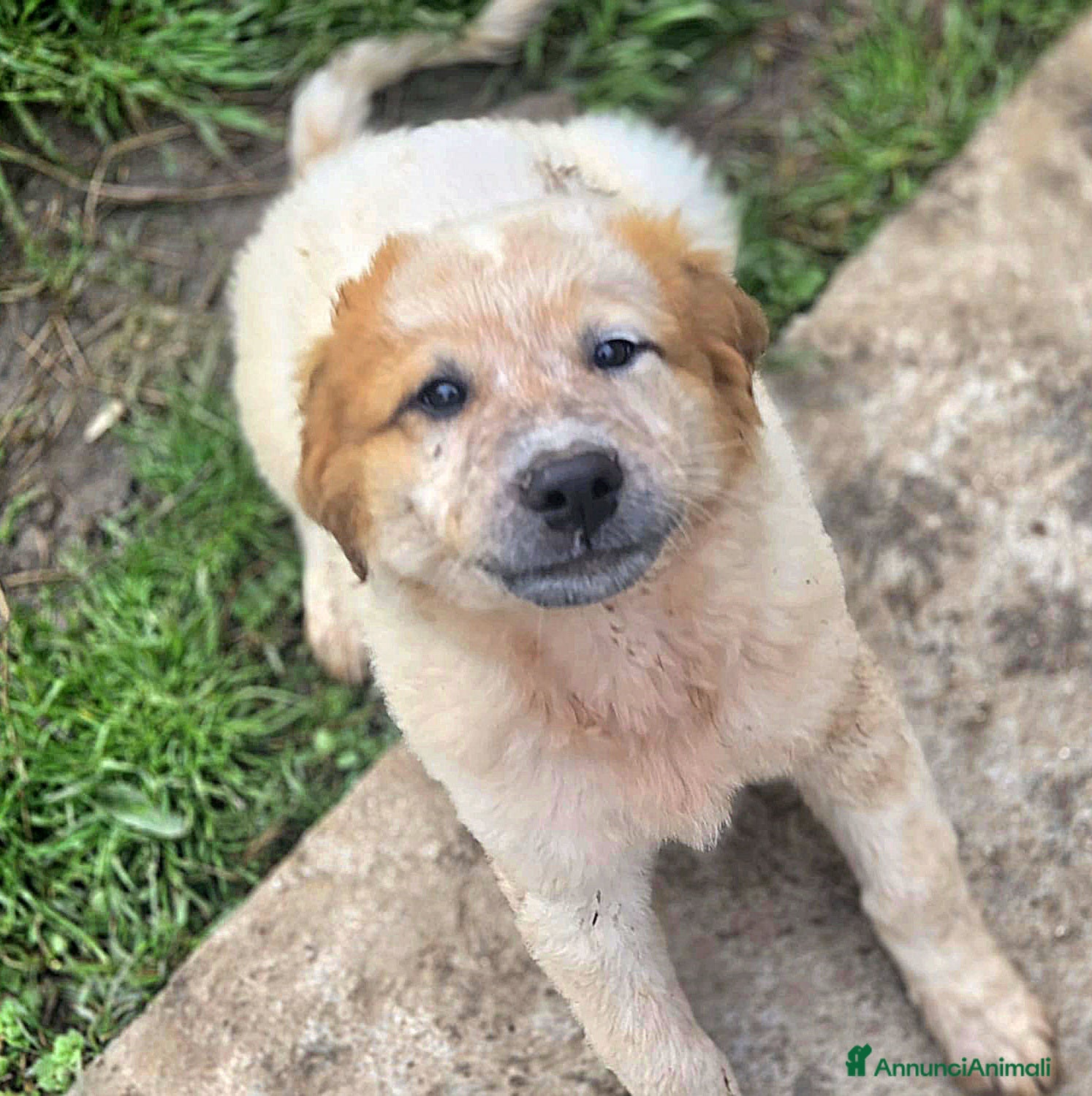 Meticcio cani BIGNÈ ASPETTA UNA MAMMA  - Annuncio 42