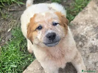 Meticcio cani BIGNÈ ASPETTA UNA MAMMA - Annuncio 42