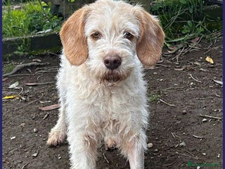 Meticcio cani SPIGA tenera spinoncina di 3 anni circa - Annuncio 4