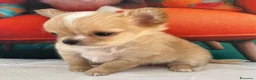 Chihuahua cani in vendita: Chihuahua mini  - Annuncio 2