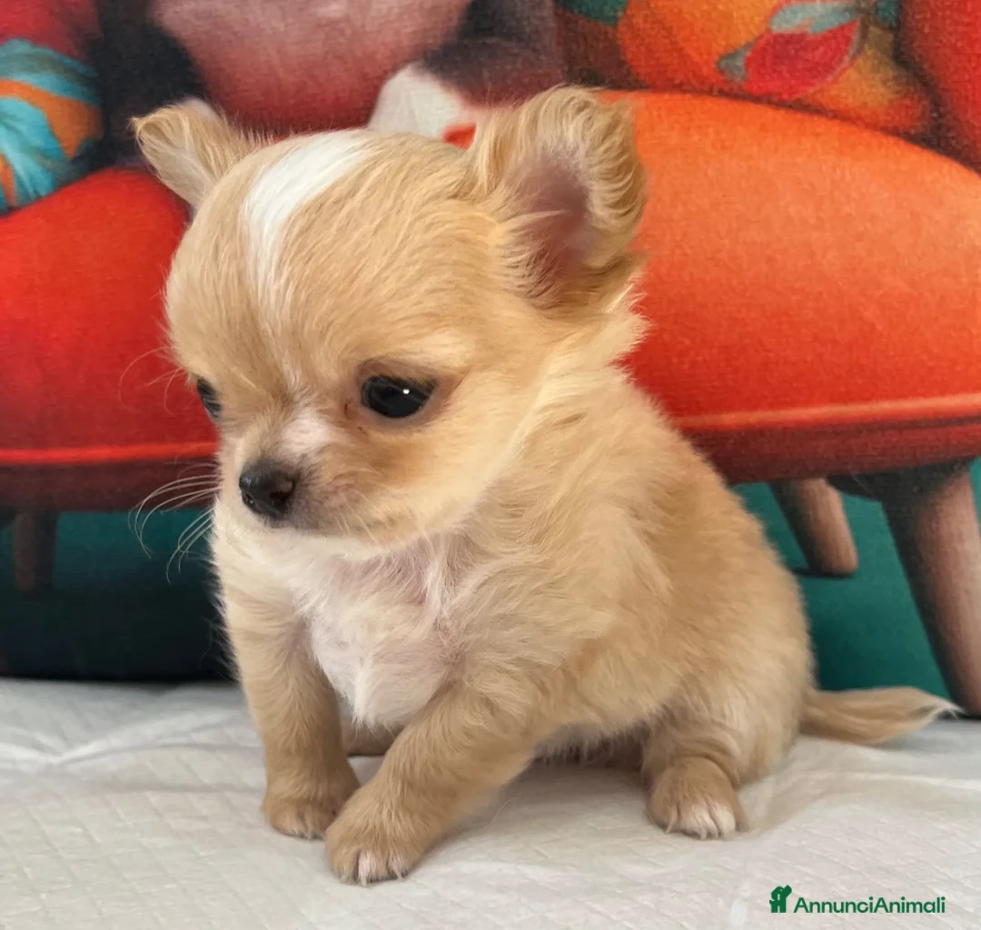 Chihuahua cani in vendita: Chihuahua mini  - Annuncio 2