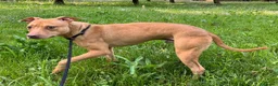 Meticcio cani in regalo: CARLETTO PIT BULLINO - Annuncio 13