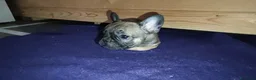 Bulldog Francese cani in vendita: Ultima cucciola di Bulldog francese cream - Annuncio 25