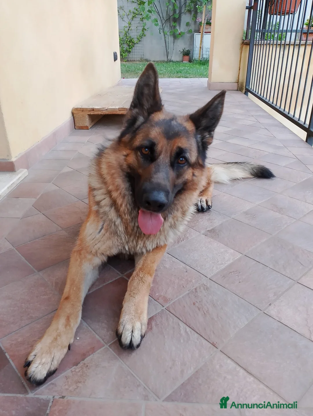 Pastore Tedesco cani in vendita: Cuccioli di pastore tedesco - Annuncio 5