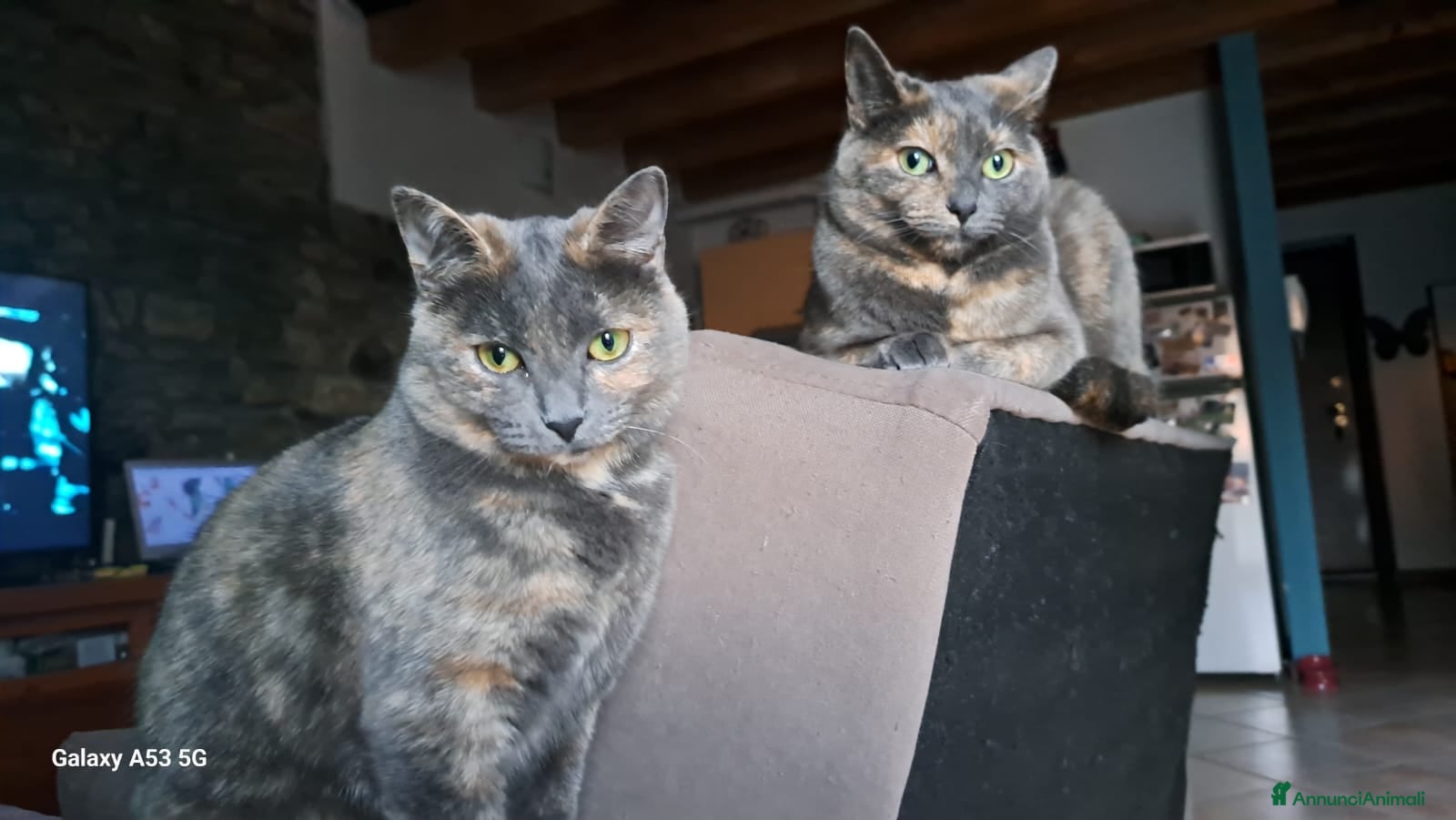 Meticcio gatti GATTE - Annuncio 19