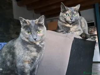 Meticcio gatti GATTE - Annuncio 19