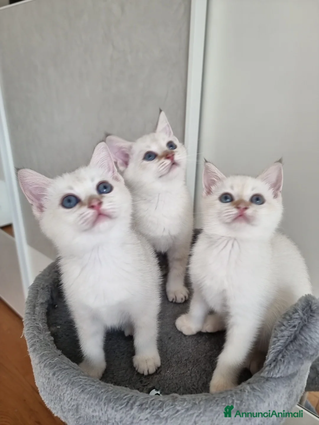 Scottish gatti in vendita: Gattini disponibili  - Annuncio 5