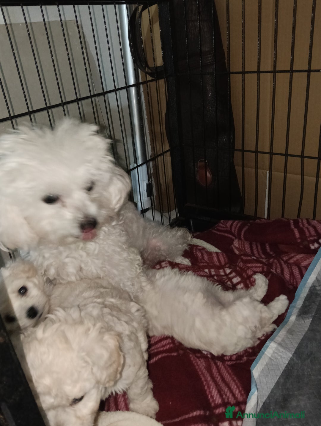 Barboncino Toy cani in vendita: Cuccioli di barboncino Toy bianco  - Annuncio 7