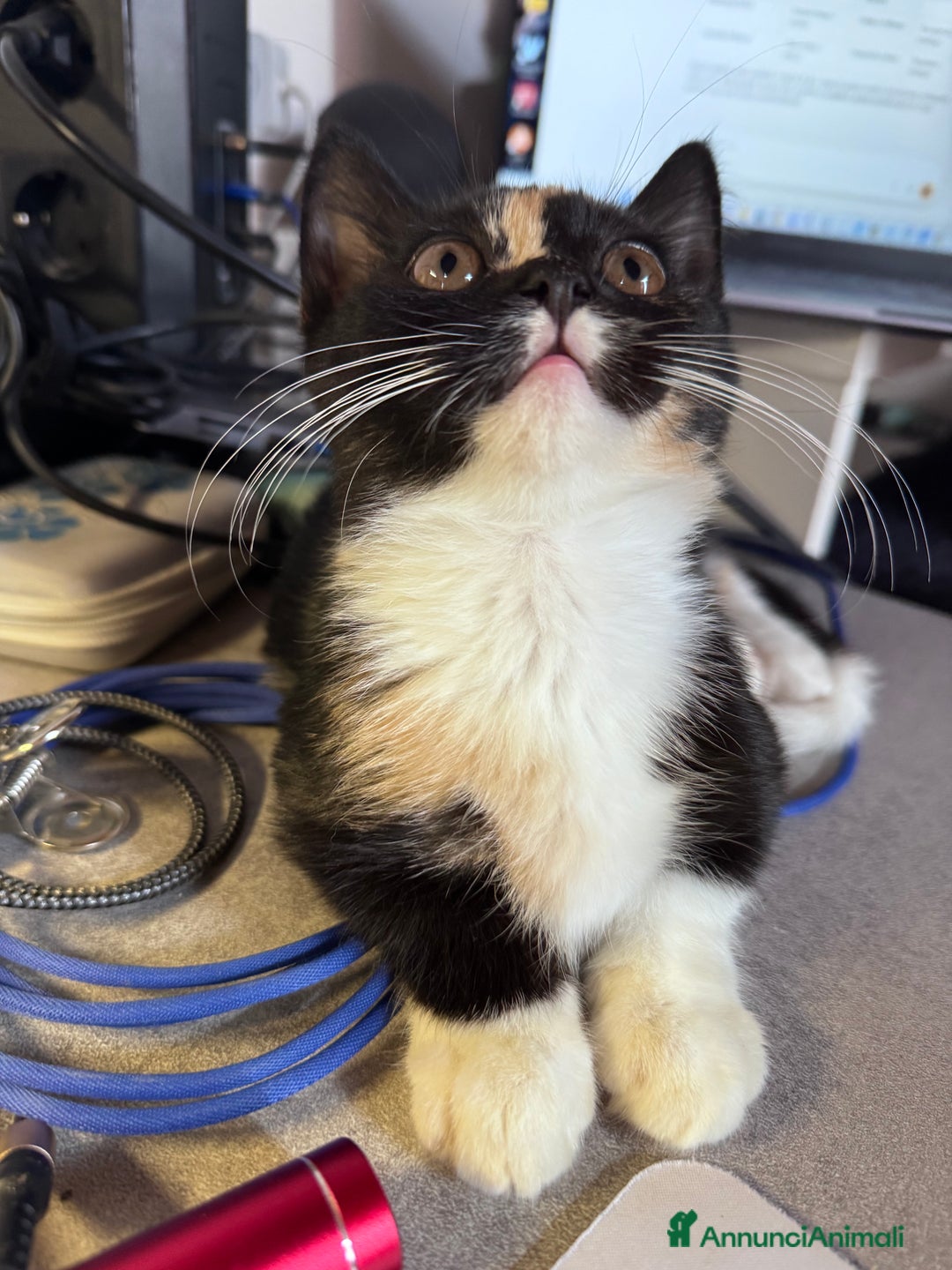 Munchkin gatti in vendita: Mini gatti Munchkin - Annuncio 3