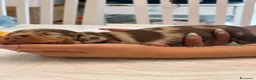 Bassotto Nano cani in vendita: Cucciola di Bassotto Arlecchino Cioccolato fem. - Annuncio 10