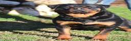 Rottweiler cani in vendita: rottweiler cuccioli pedigree pagamenti rateali  - Annuncio 7
