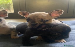 Bandog cani in vendita: Cuccioli di bulldog francese  a Città metropolitana di Milano - Immagine 11