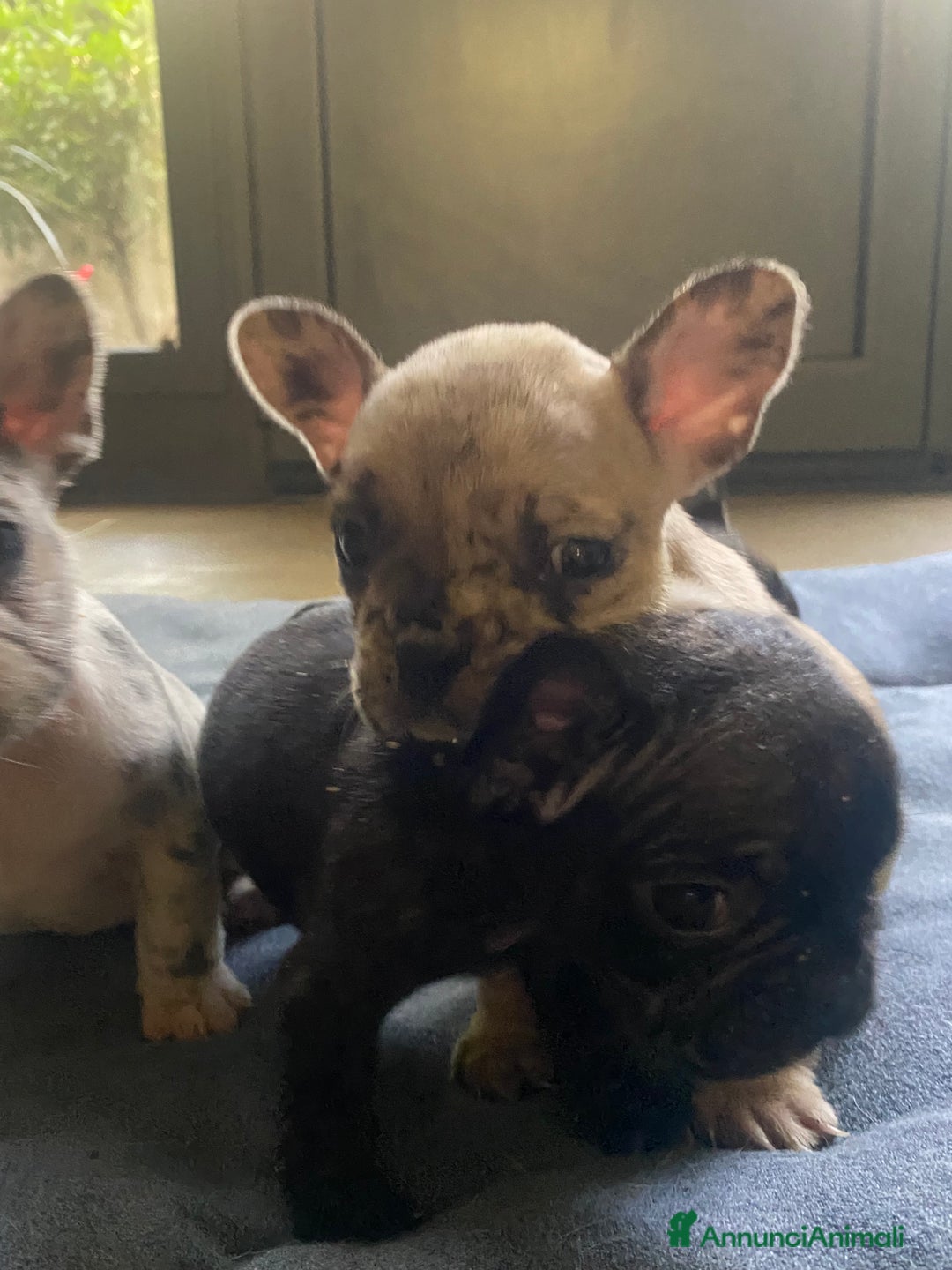 Bandog cani in vendita: Cuccioli di bulldog francese  a Città metropolitana di Milano - Immagine 11