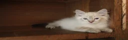Ragdoll gatti in vendita: Ragdoll cuccioli splendidi con pedigree.. - Annuncio 3