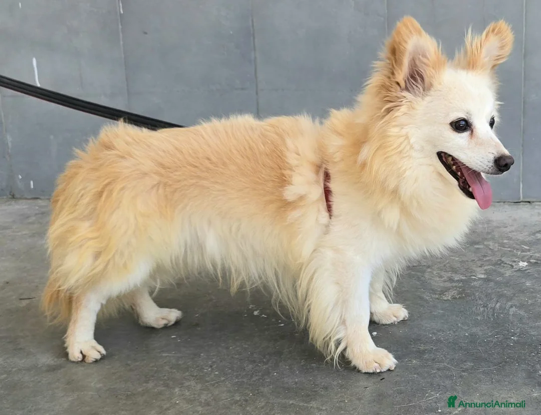 Meticcio cani in regalo: Linus 6 anni Taglia piccola  - Annuncio 1
