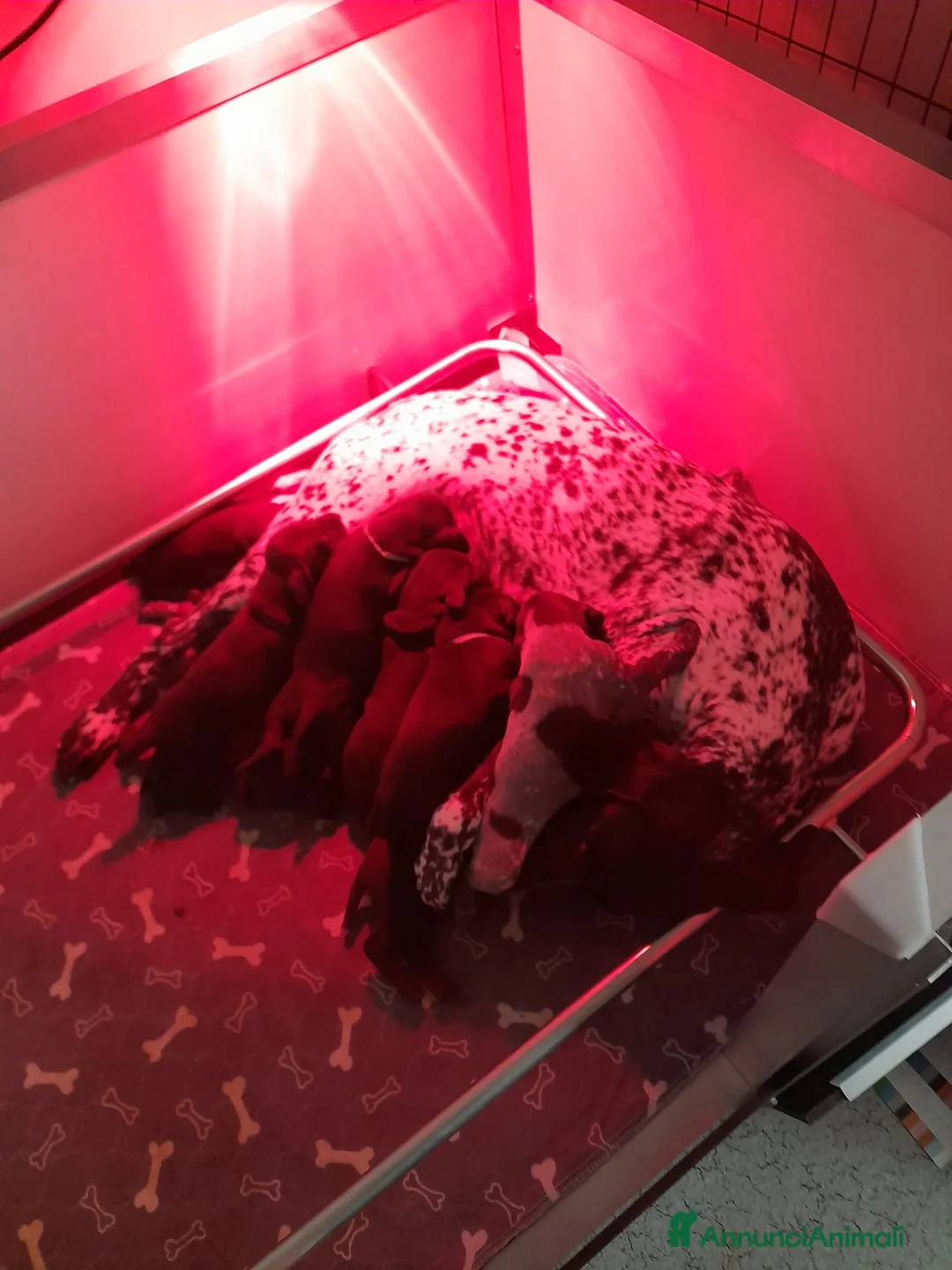 Kurzhaar cani in vendita: Cucciolata alta genealogia Kurzhaar  - Annuncio 7