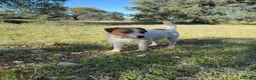 Jack Russell cani in vendita: Cuccioli Jack Russell cercano casa - Annuncio 18