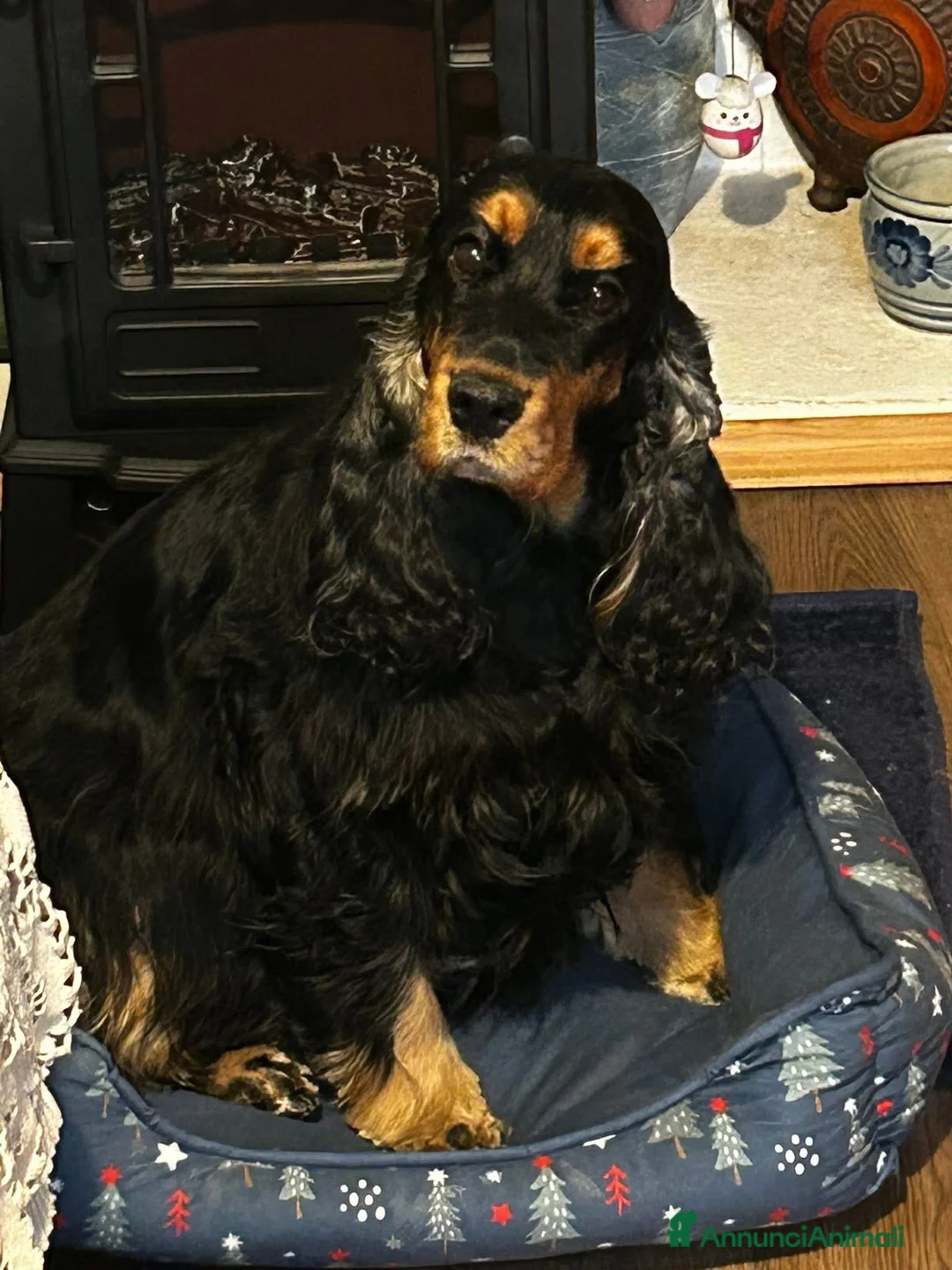 Cocker cani in vendita: Cuccioli cocker selezionati  - Annuncio 1