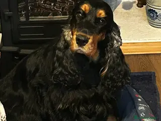 Cocker cani Cuccioli cocker selezionati - Annuncio 2