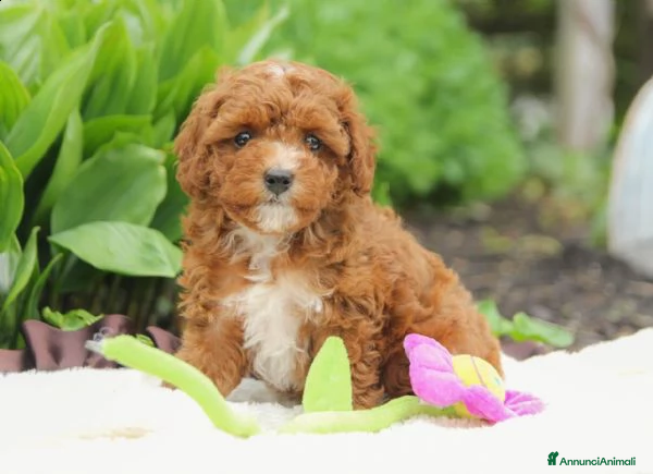 Barboncino Toy cani barboncino toy - Annuncio 1