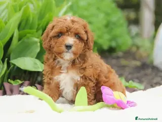 Barboncino Toy cani barboncino toy - Annuncio 2