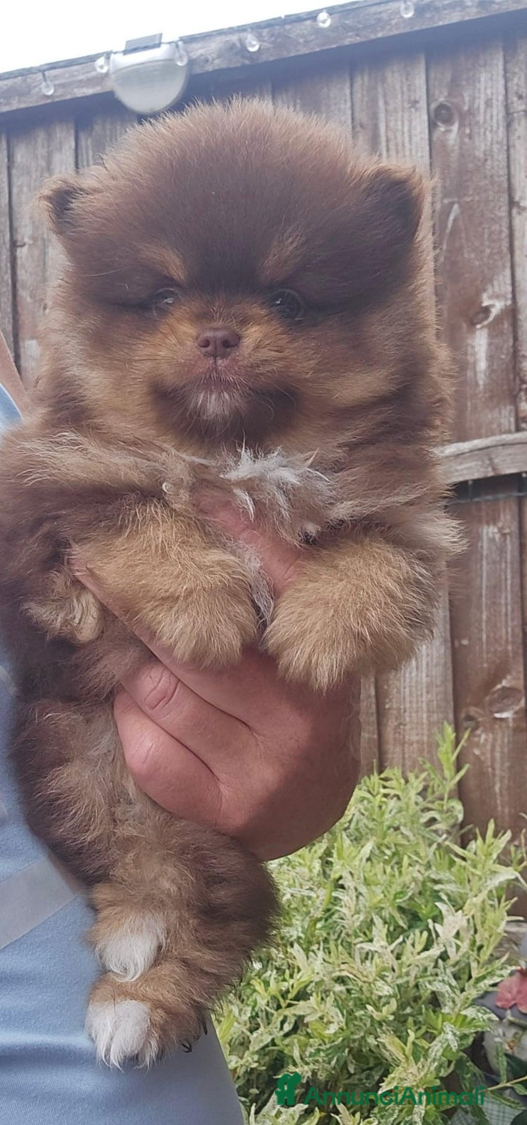 Volpino Pomerania cani in vendita: Cuccioli di Pomerania di tipo Teddy Bear - Annuncio 10