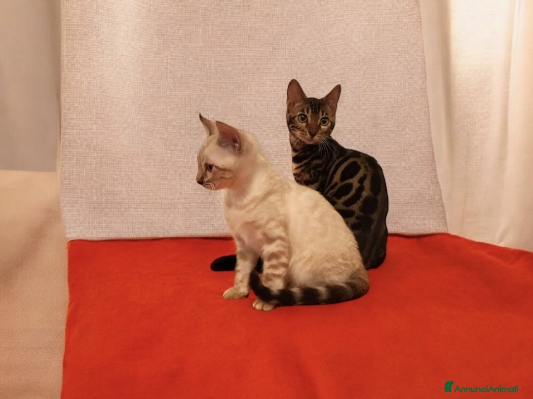 Bengala gatti in vendita: Cuccioli gatto Bengala  - Annuncio 4