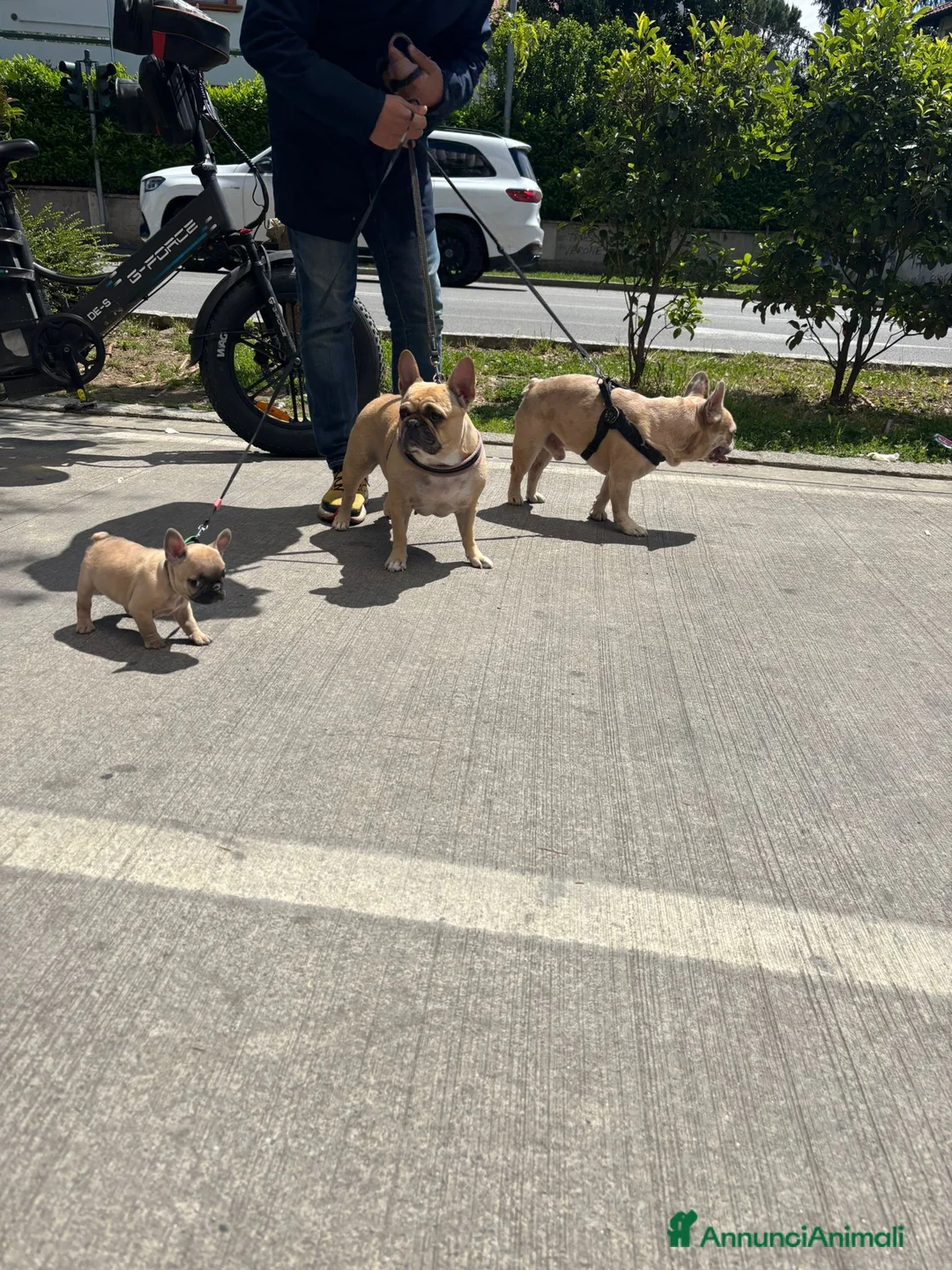 Bulldog Francese cani in vendita: Lui è Ettore, ma per gli amici è Thor - Annuncio 3