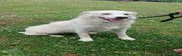 Meticcio cani in regalo: SHAKIRA DOLCE MAMMINA CHE NON MERITA IL CANILE - Annuncio 4