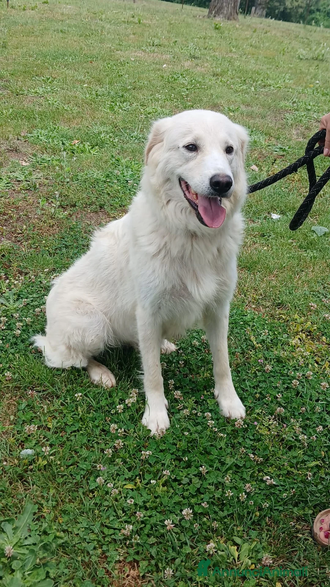 Meticcio cani in regalo: SHAKIRA DOLCE MAMMINA CHE NON MERITA IL CANILE - Annuncio 4