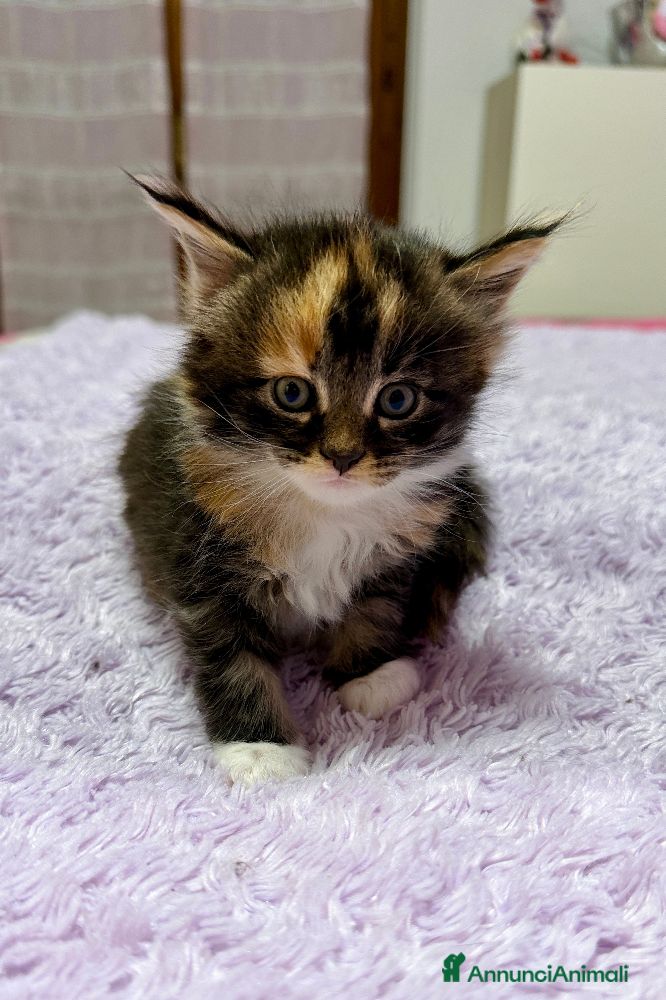 Maine Coon gatti Cuccioli maine coon nati 26/12/25 con pedigree - Annuncio 1