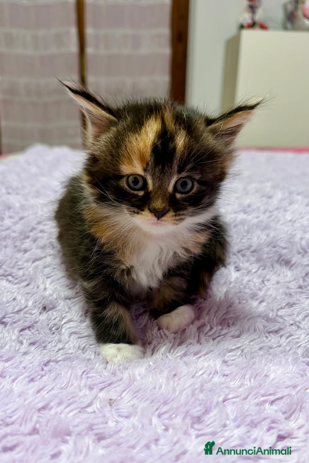 Maine Coon gatti in vendita: Cuccioli maine coon nati 26/12/25 con pedigree - Annuncio 1