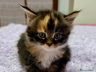 Maine Coon gatti Cuccioli maine coon nati 26/12/25 con pedigree - Annuncio 13