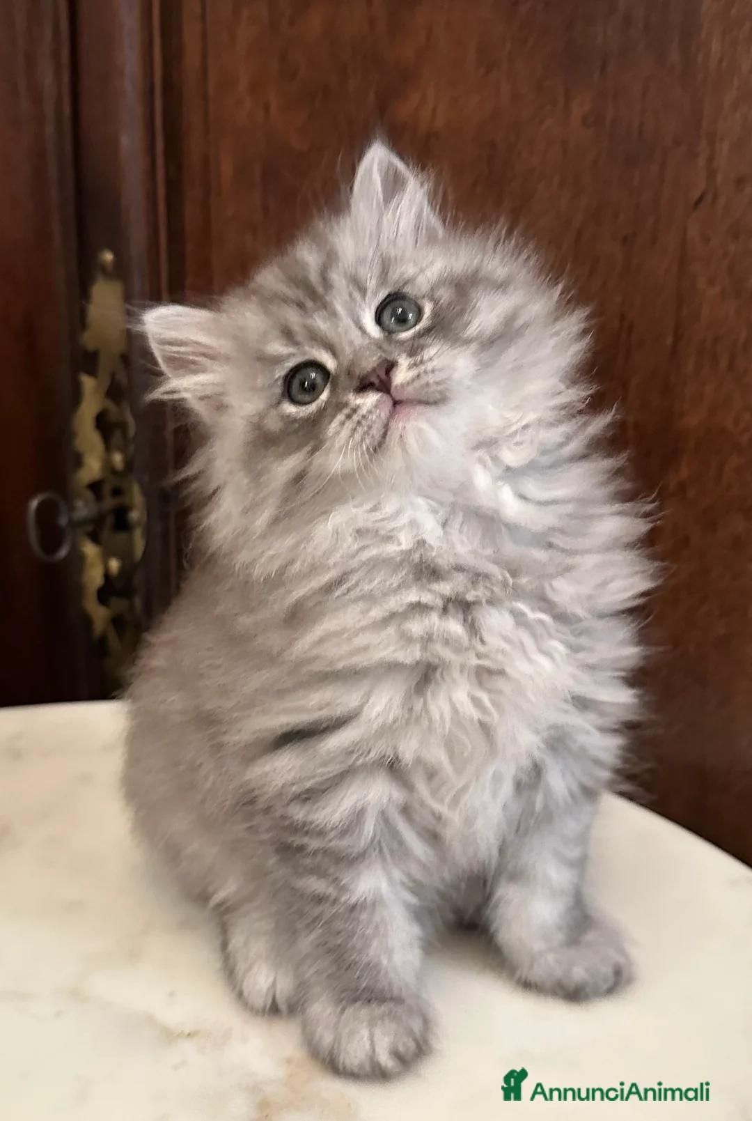 Immagine della galleria {{count}}