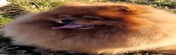 Spitz cani in vendita: Spitz di Pomerania nano - Annuncio 9