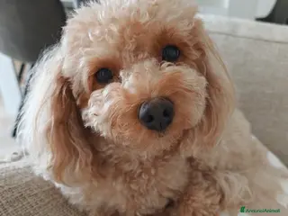 Barboncino Toy cani Barboncino toy - Annuncio 9