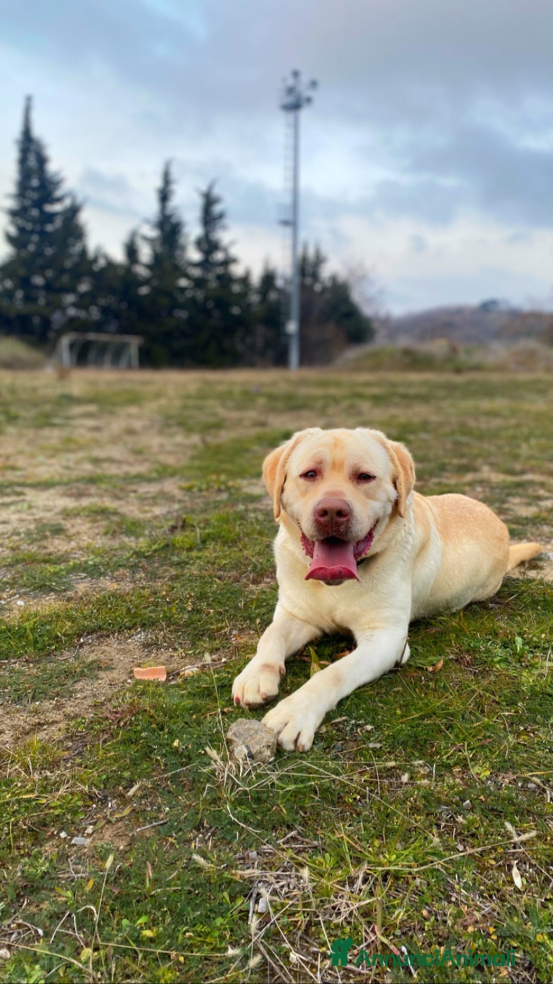 Labrador cani per accoppiamento: Seven cerca fidanzata.🐾🩵 - Annuncio 29
