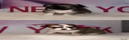 Chihuahua cani in vendita: Cuccioli di chihuahua  - Annuncio 5