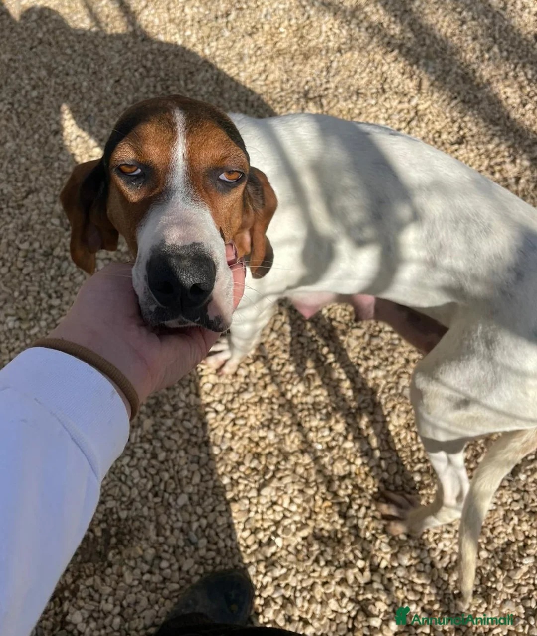 Meticcio cani in regalo: CHI ADOTTA QUESTE TENERE SORELLINE? - Annuncio 2
