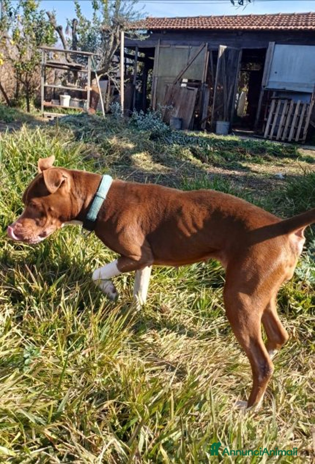 Pitbull cani in regalo: MARGOT buona con tutti! - Annuncio 3