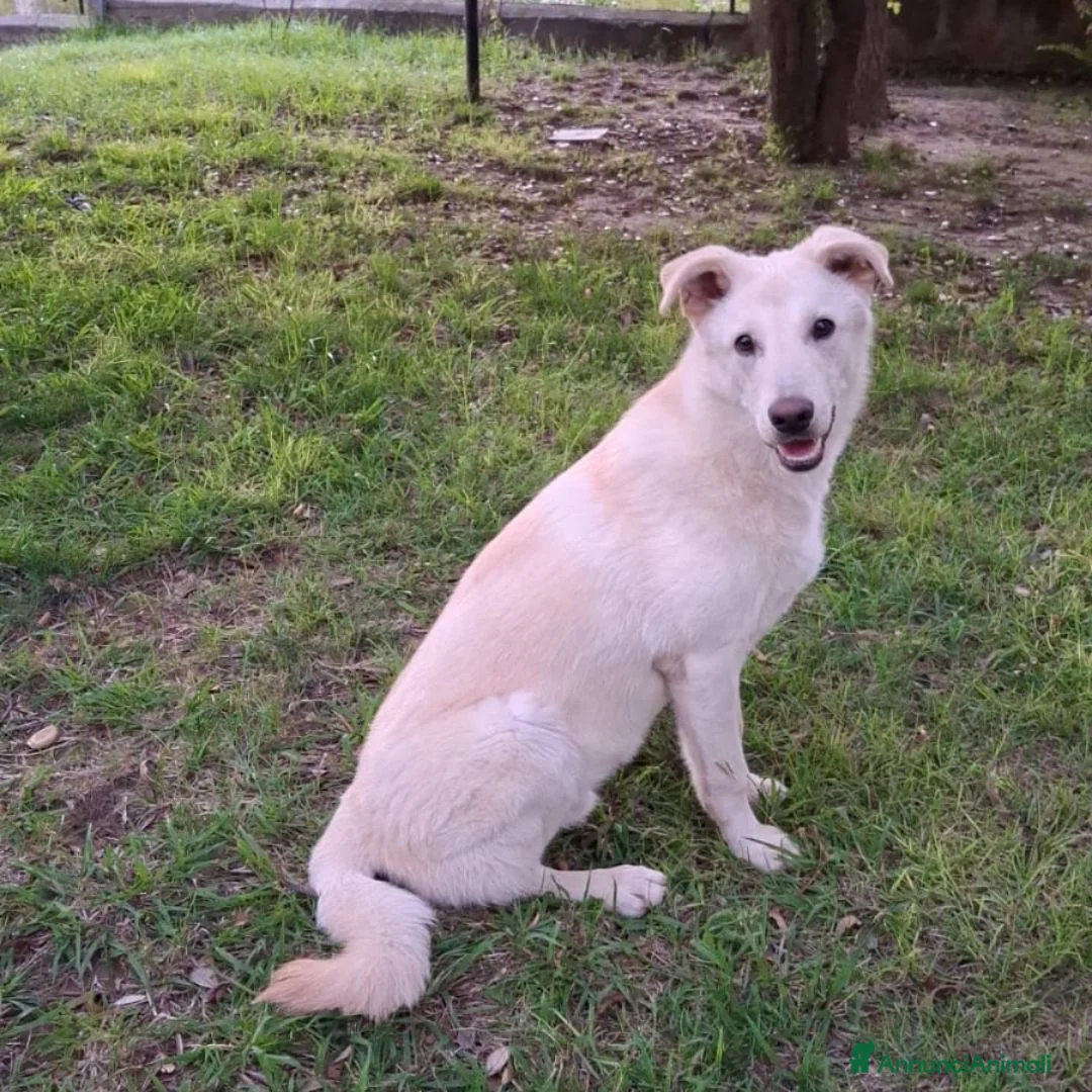 Meticcio cani in regalo: SID 💙 - cucciolo; nessuno chiama per lui 😞😢 - Annuncio 3