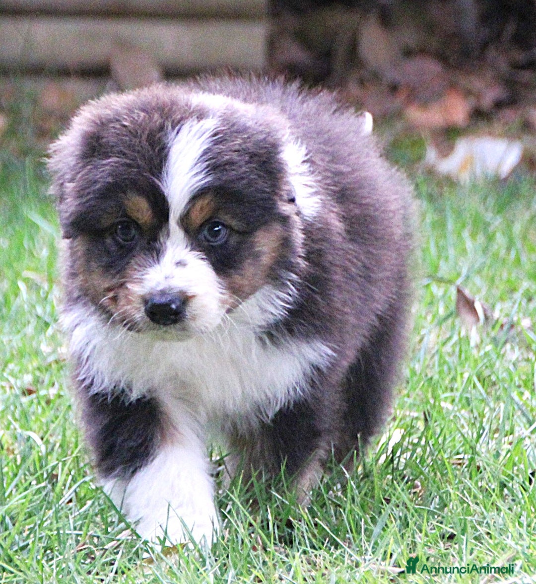 Australian Shepherd cani in vendita: CUCCIOLI DI PASTORE AUSTRALIANO - Annuncio 5