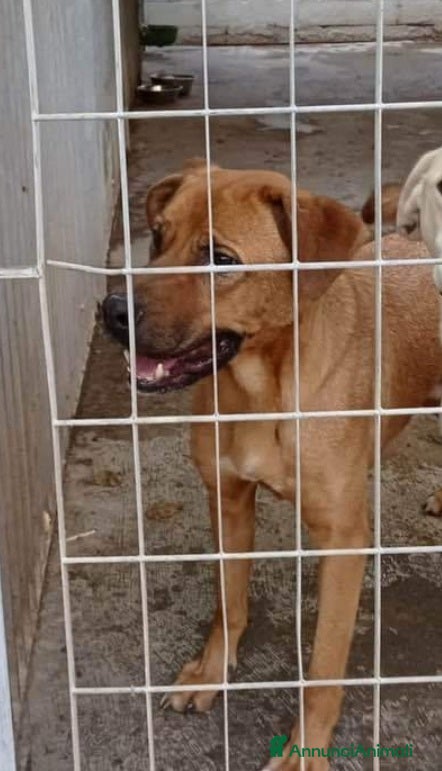 Meticcio cani 3anni pelo corto miele invisibile in canile.NAPOLI a Città Metropolitana di Milano - Annuncio 2