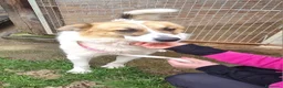 Meticcio cani in regalo: Ralph il cagnolino con la mascherina colorata  a Città metropolitana di Milano - Annuncio 2