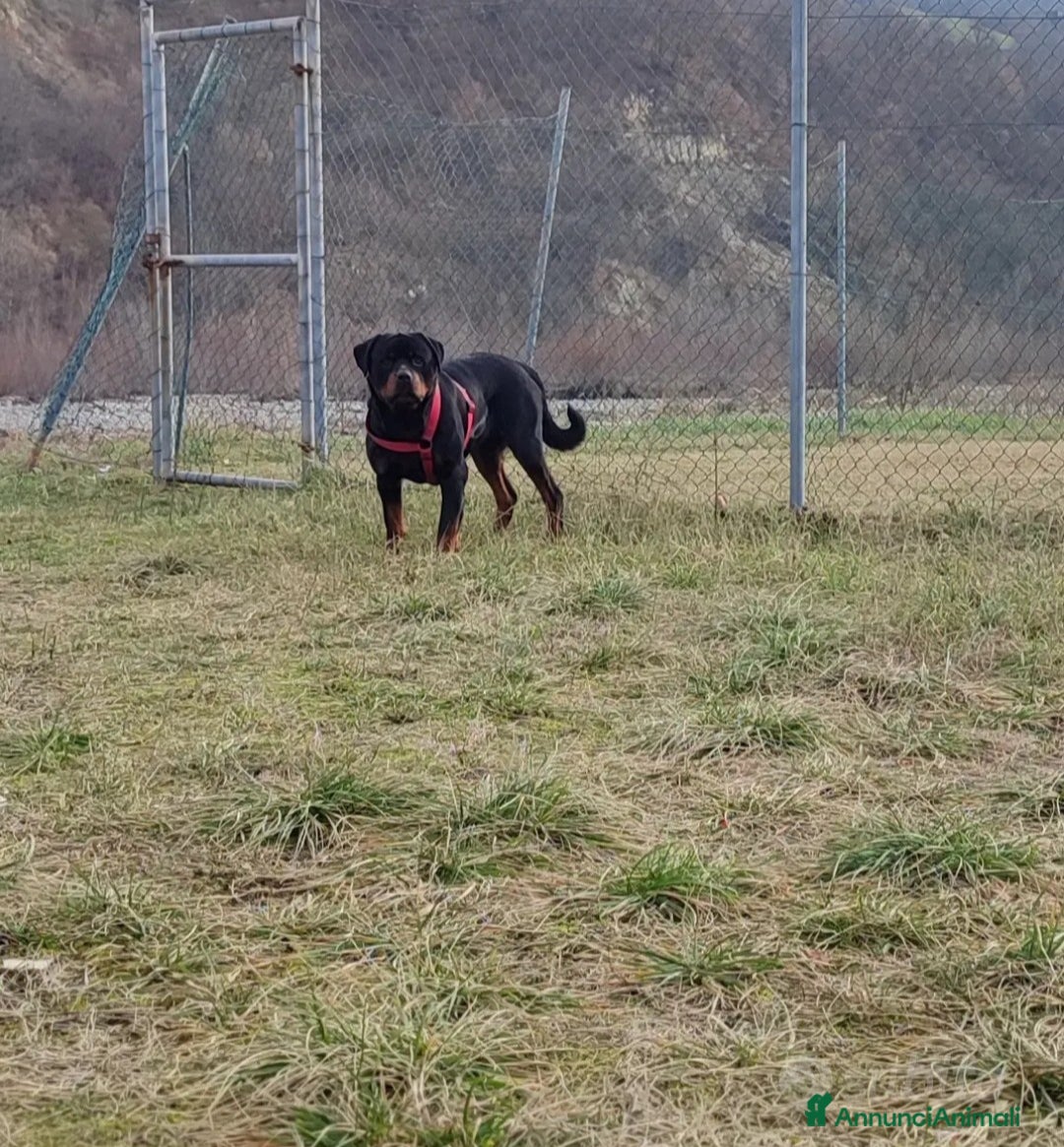 Rottweiler cani in regalo: Cane da adottare  - Annuncio 3