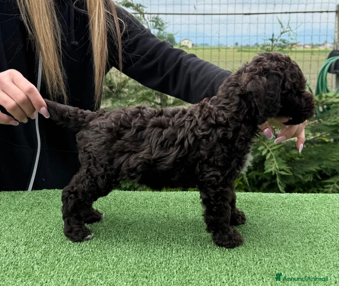 Lagotto cani in vendita: Cuccioli Lagotto altissima genealogia  - Annuncio 6